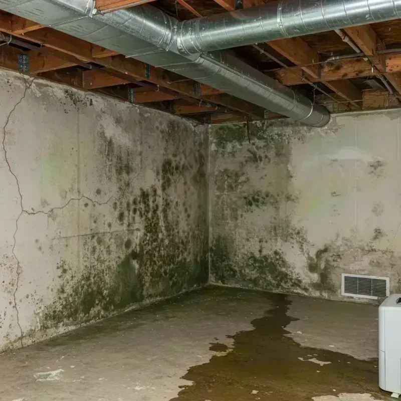 Professional Mold Removal in Crystal City, MO